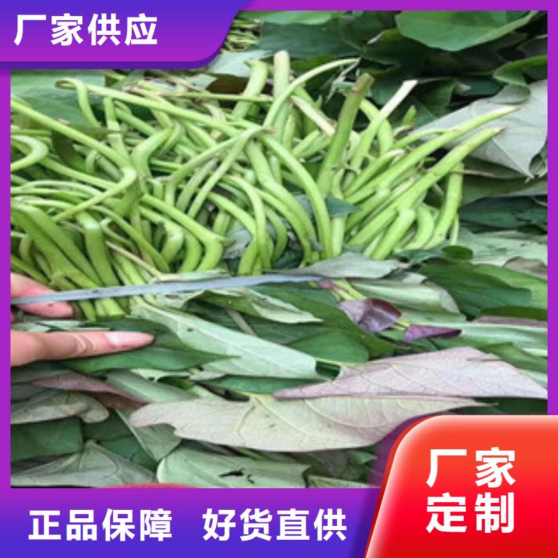 紫薯苗價格低出貨快