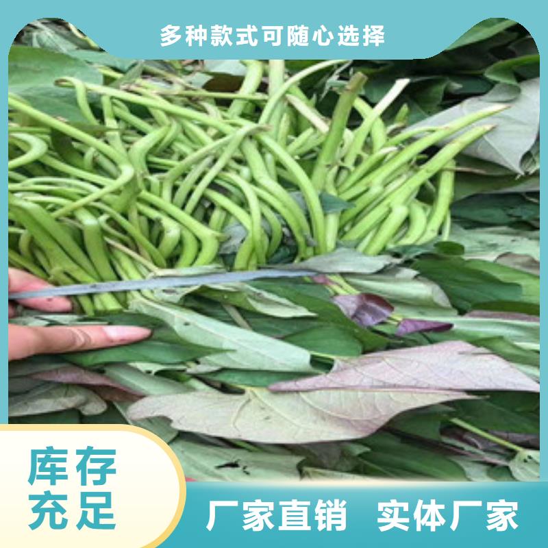 紫薯苗、紫薯苗廠家直銷-價格合理