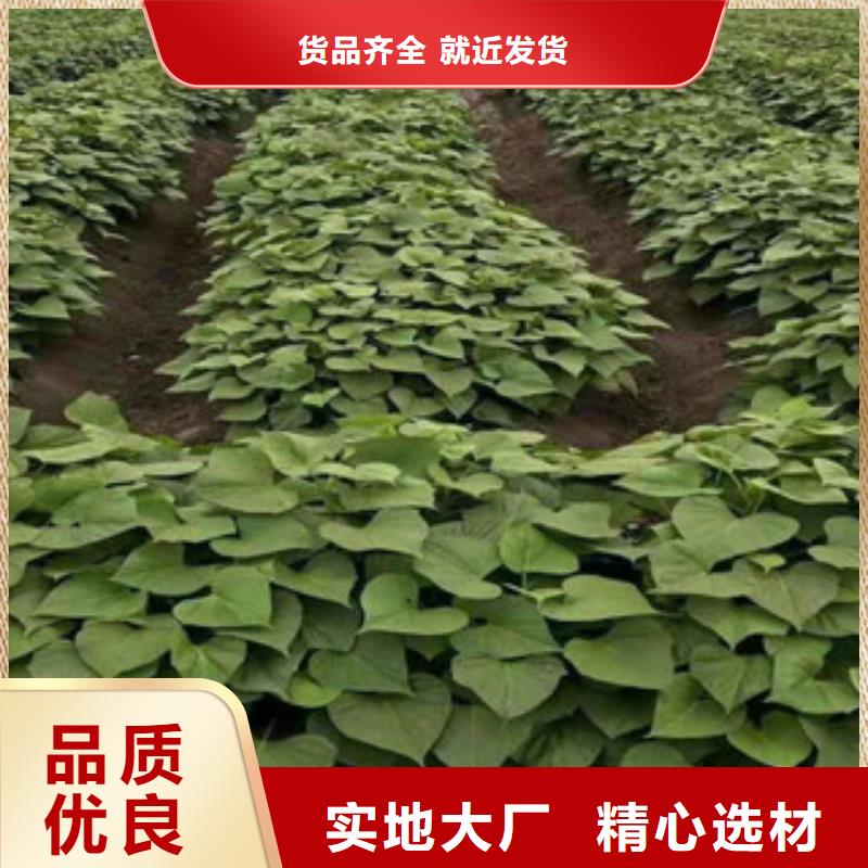 歡迎-紫薯苗