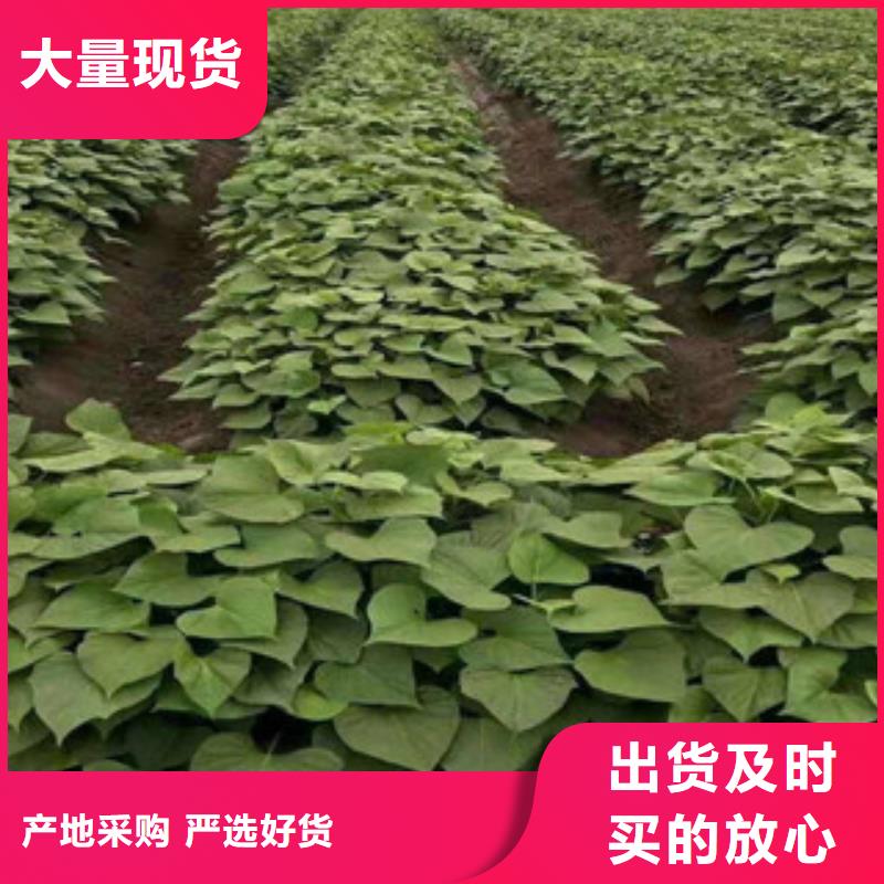 價(jià)格低的紫薯苗現(xiàn)貨廠家