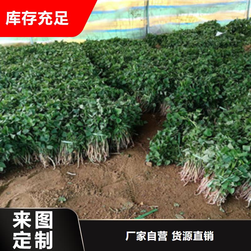 紫薯苗-紫薯苗售后保障