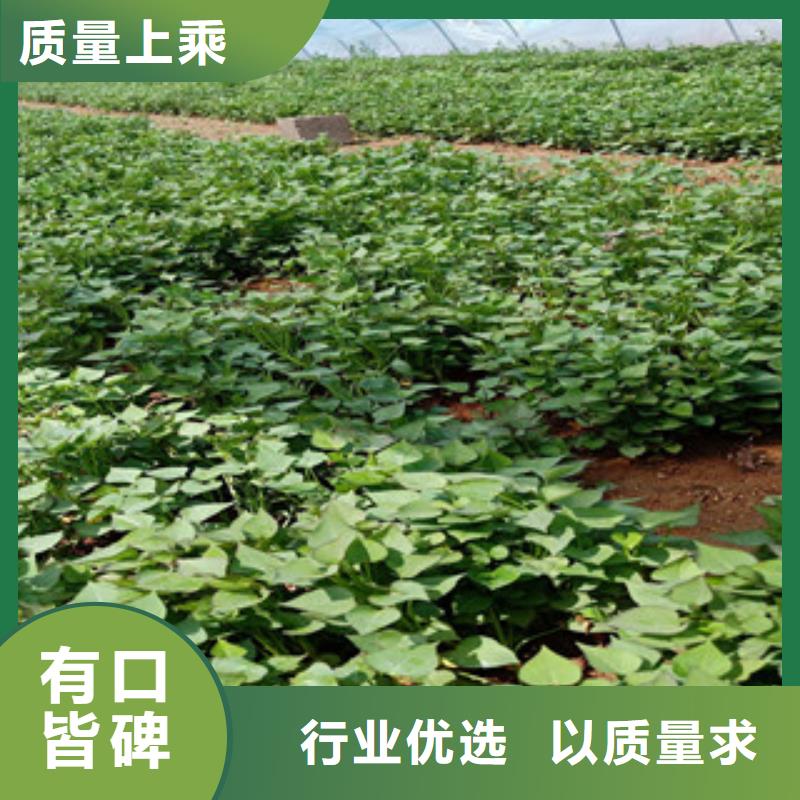 歡迎訪問-紫薯苗