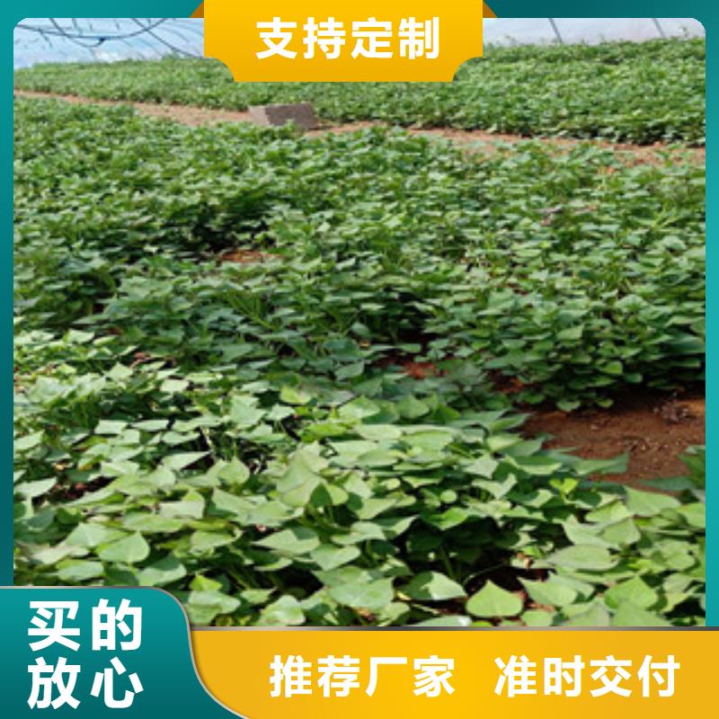 找紫薯苗廠家選樂農(nóng)食品有限公司多年行業(yè)積累