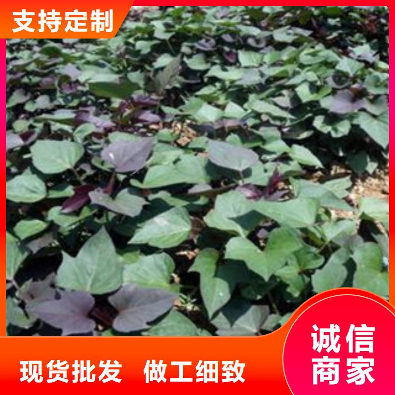紫薯苗現(xiàn)貨充裕大廠家實力看得見