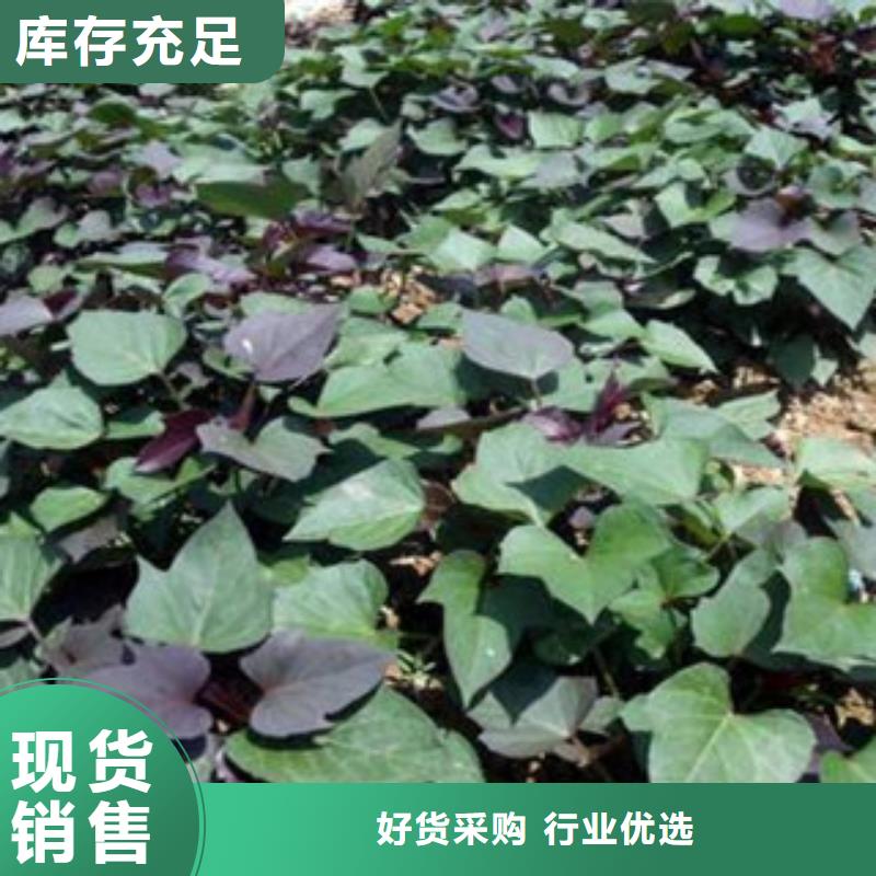 紫薯苗全國發(fā)貨