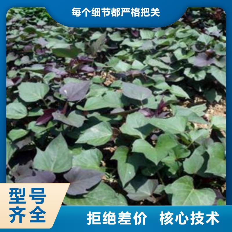 紫薯苗介紹本地品牌