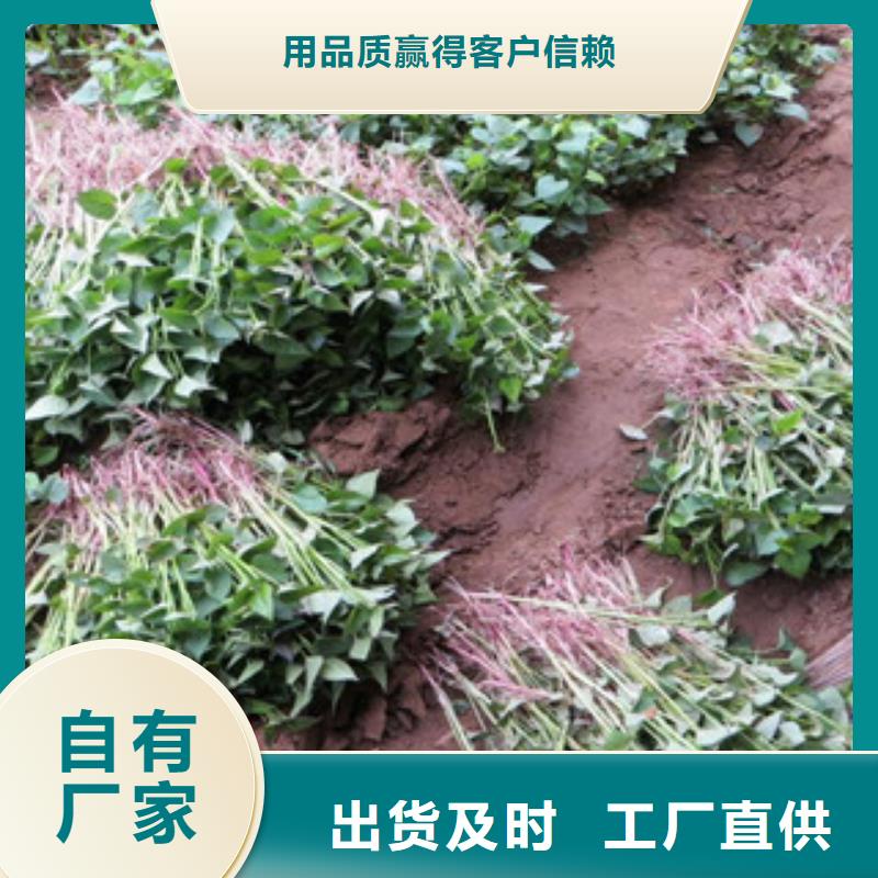 規(guī)格齊全的紫薯苗廠家當(dāng)?shù)厣a(chǎn)廠家
