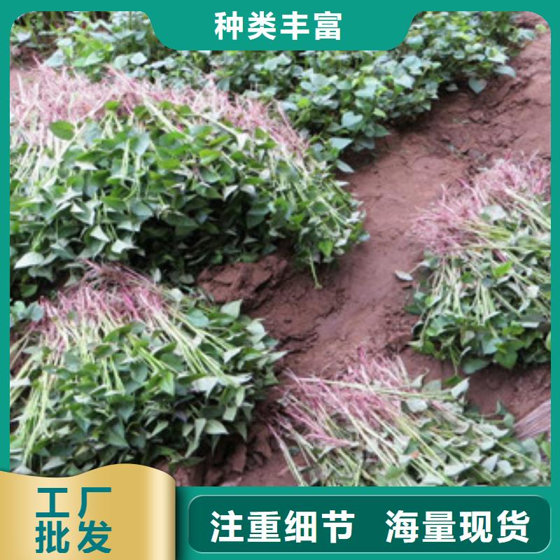 紫薯苗、紫薯苗廠家直銷-價格實惠