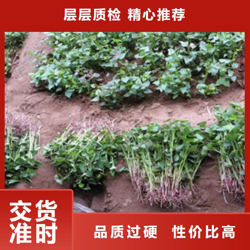 紫薯苗-誠信為本
