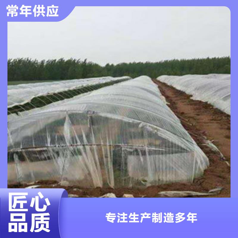 紫薯苗-紫薯苗質(zhì)量過(guò)硬