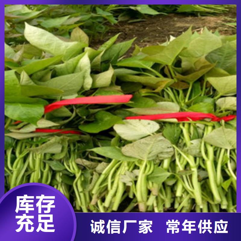 庫存充足的紫薯苗基地
