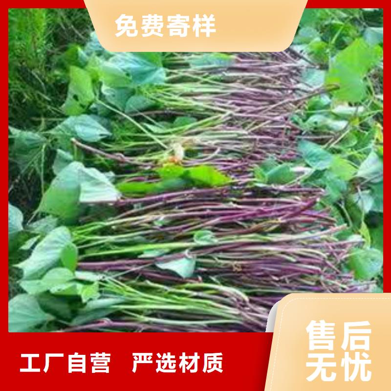 紫薯苗、紫薯苗廠家-質(zhì)量保證不只是質(zhì)量好