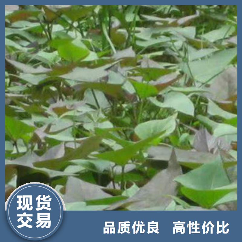 紫薯苗、紫薯苗廠家直銷-價格合理多年實力廠家