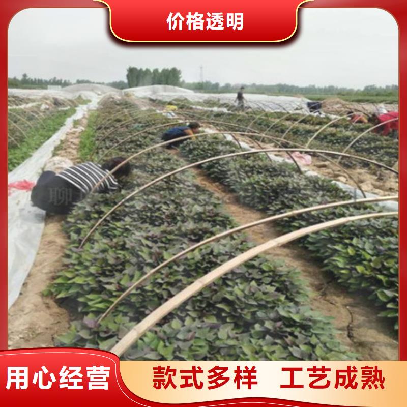 【圖】紫薯苗