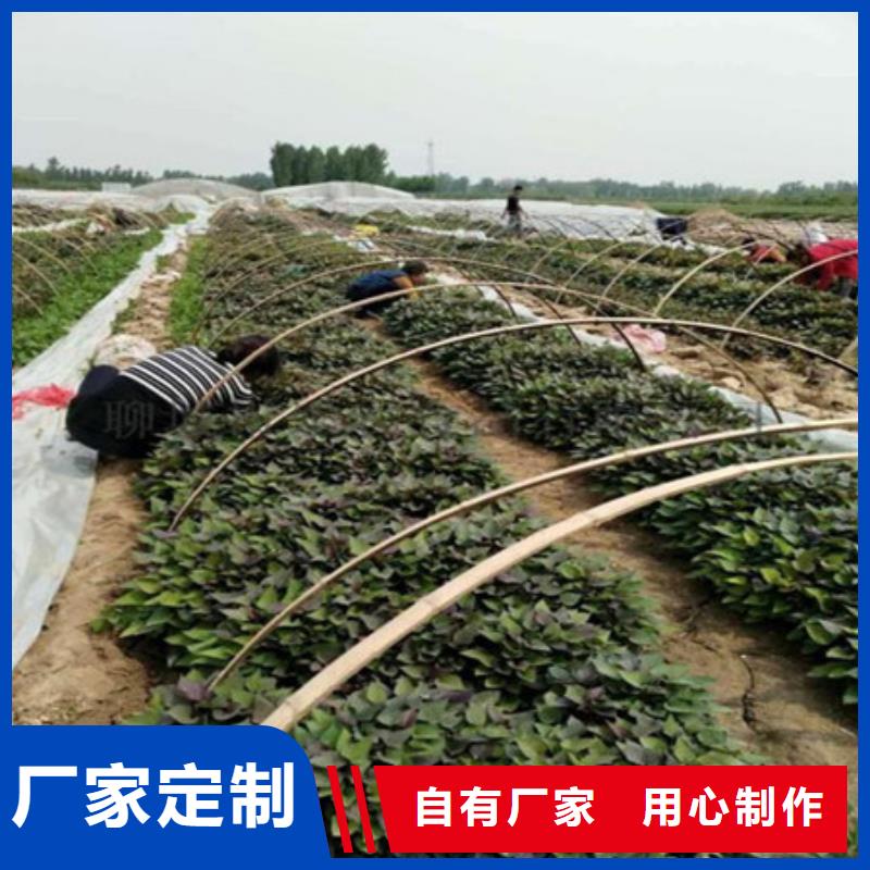 紫薯苗1-您的優(yōu)選