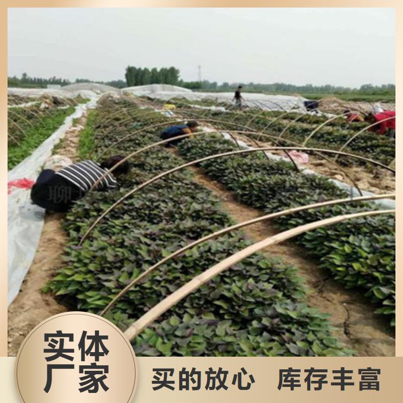 #紫薯苗廠家