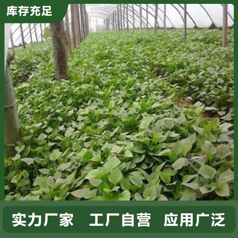 #紫薯苗1#量大從優(yōu)