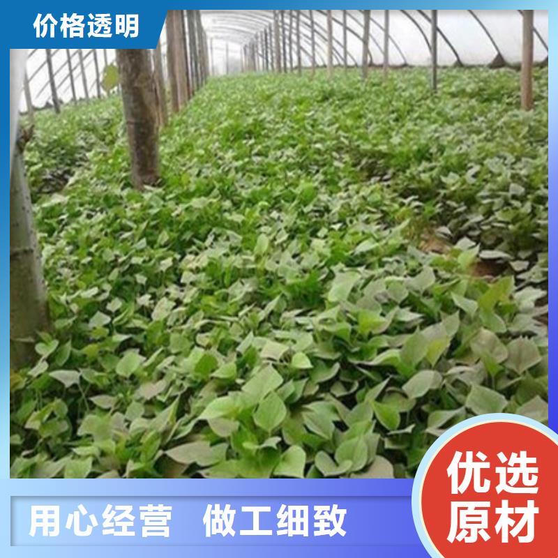 紫薯苗本地供貨商當(dāng)?shù)毓?></div>
				<h3>紫薯苗本地供貨商當(dāng)?shù)毓?/h3> 
				<div   id=