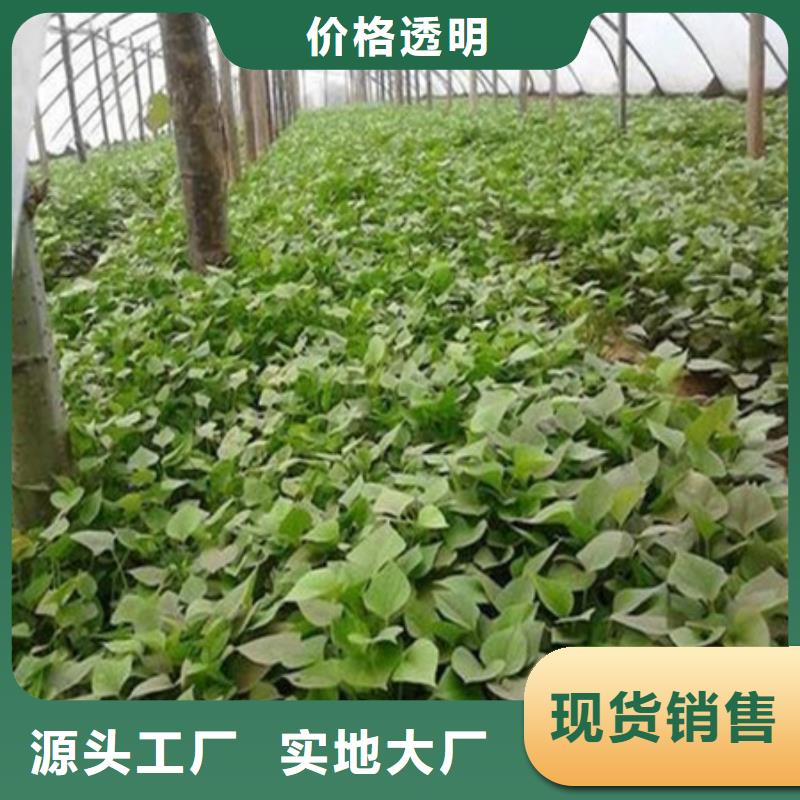 紫薯苗貨比三家再購買