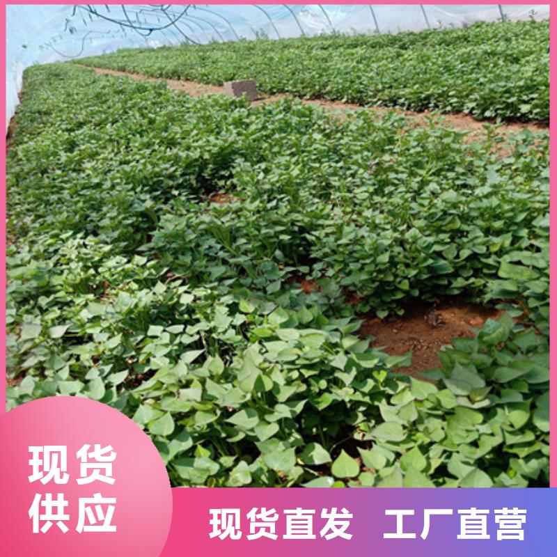#紫薯苗廠家