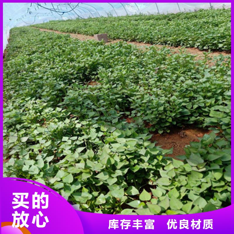紫薯苗1現(xiàn)貨直供價(jià)格優(yōu)