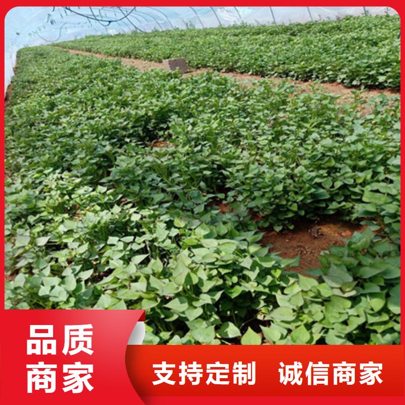 廠家主打產(chǎn)品紫薯苗歡迎詢價當?shù)毓?></span>
<div   id=