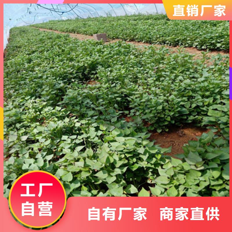 紫薯苗公司發(fā)貨快