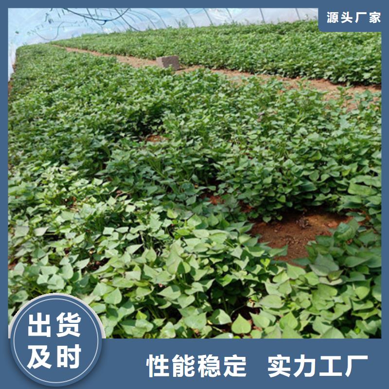 紫薯苗、紫薯苗參數(shù)當(dāng)?shù)刂圃焐? />
                                <div   id=