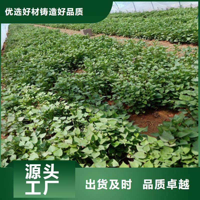 定制紫薯苗的銷售廠家當(dāng)?shù)毓?yīng)商