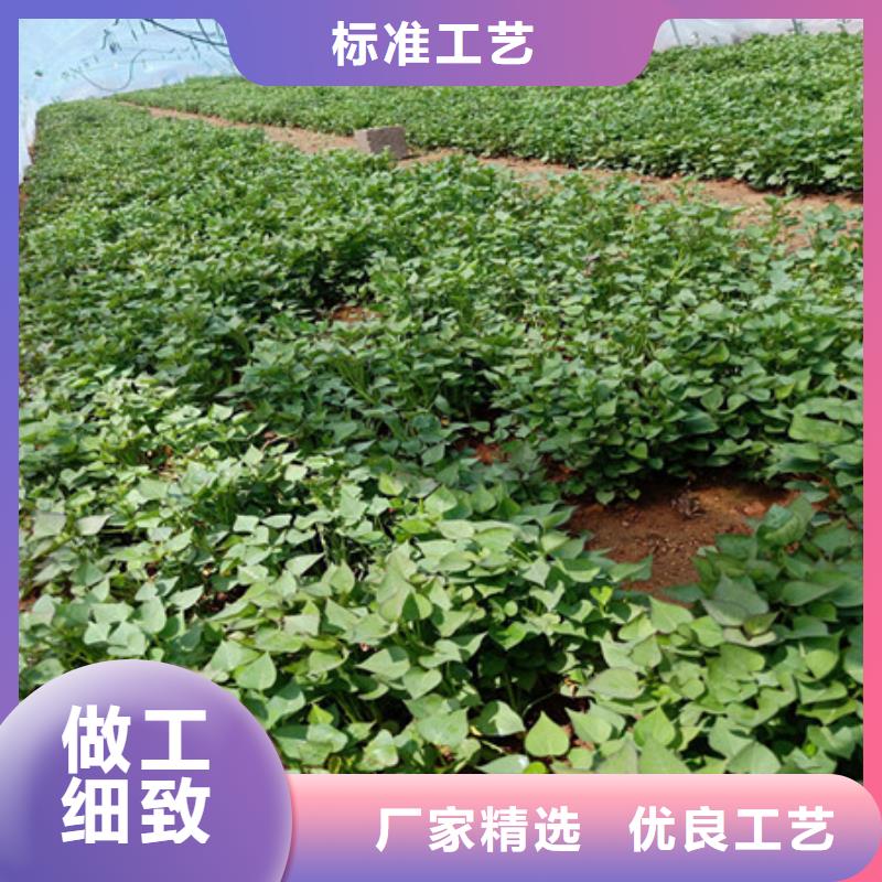 紫薯苗1、紫薯苗1廠家-發(fā)貨及時本地品牌