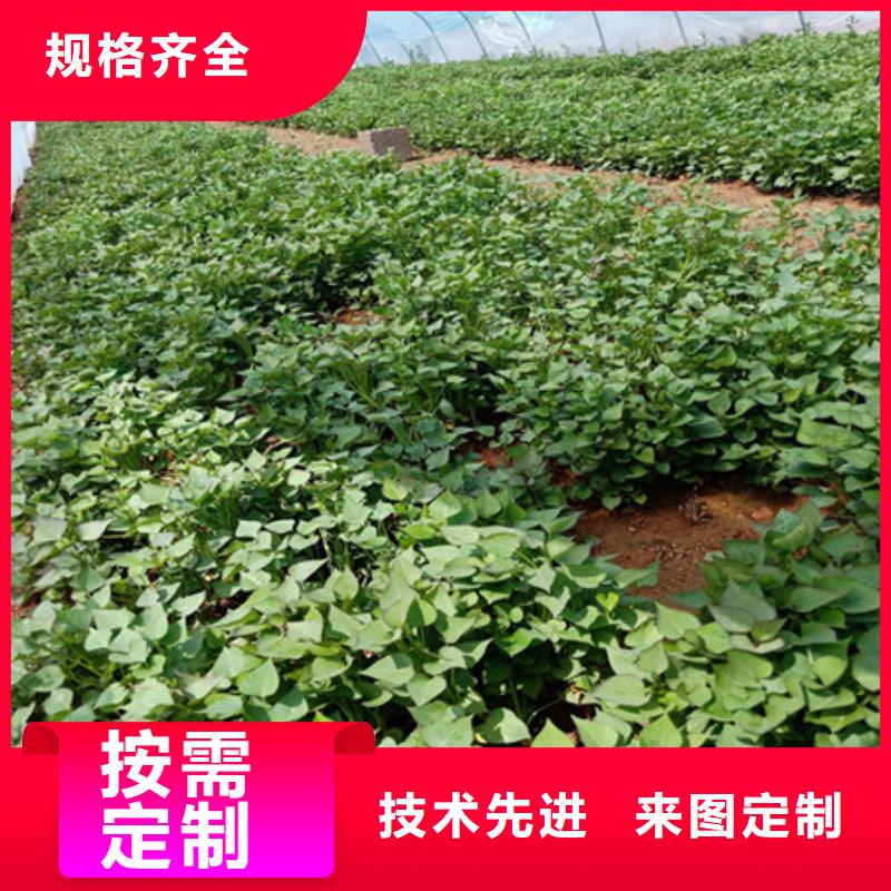 賣紫薯苗1的基地同城生產(chǎn)商
