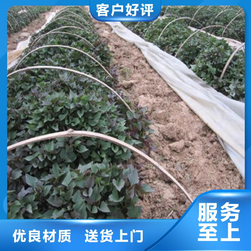 #紫薯苗廠家