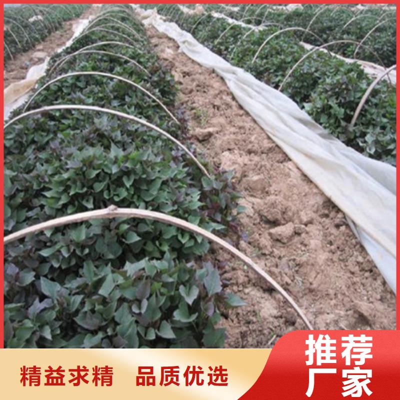 定做紫薯苗1的經(jīng)銷商