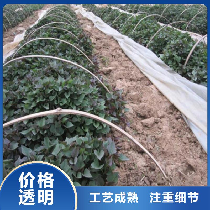 紫薯苗1多種規(guī)格供您選擇