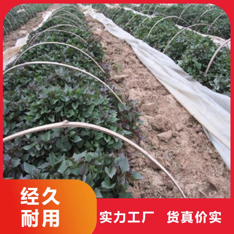 紫薯苗1-紫薯苗1售后保證