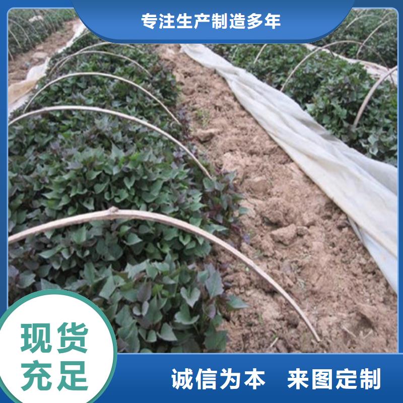 紫薯苗-紫薯苗來電咨詢