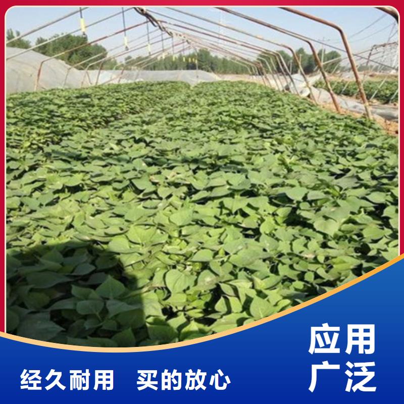 定制紫薯苗_品牌廠家