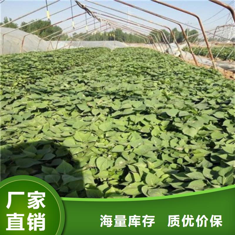 紫薯苗1-紫薯苗1經(jīng)驗(yàn)豐富
