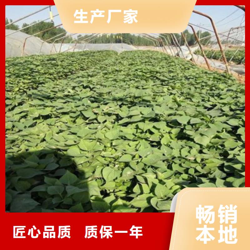 紫薯苗購(gòu)買(mǎi)認(rèn)準(zhǔn)實(shí)力廠家