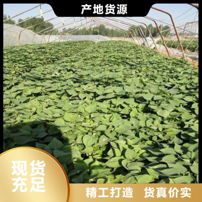 紫薯苗1資質(zhì)全可信賴嚴(yán)格把控每一處細(xì)節(jié)