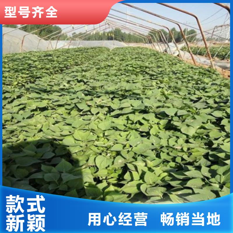 紫薯苗全國送貨