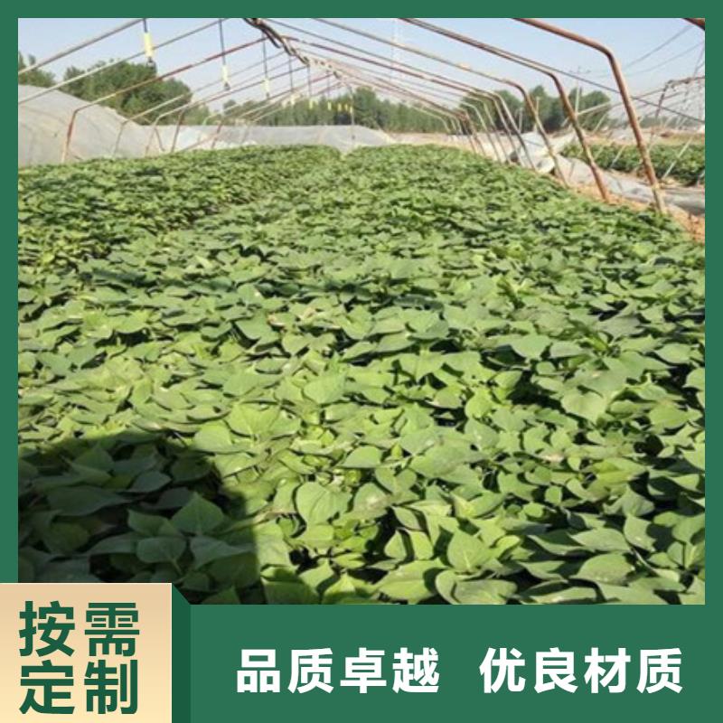 紫薯苗1的應(yīng)用范圍現(xiàn)貨快速采購