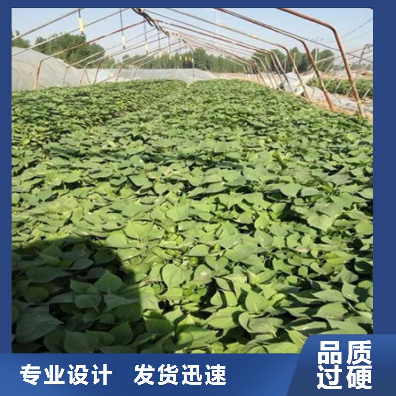 紫薯苗-量大價(jià)優(yōu)
