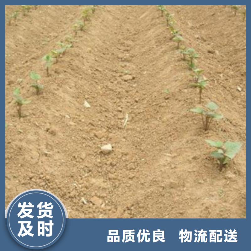 紫薯苗1-質(zhì)量不用愁多年行業(yè)經(jīng)驗(yàn)