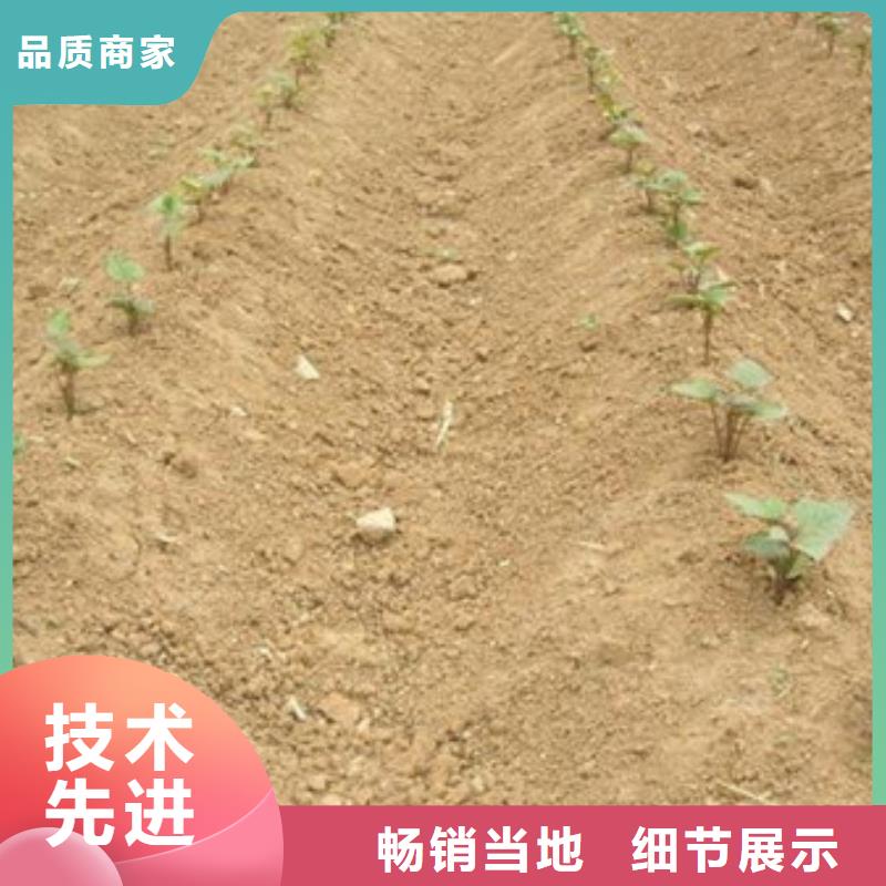 發(fā)貨速度快的紫薯苗1基地當(dāng)?shù)厣a(chǎn)商
