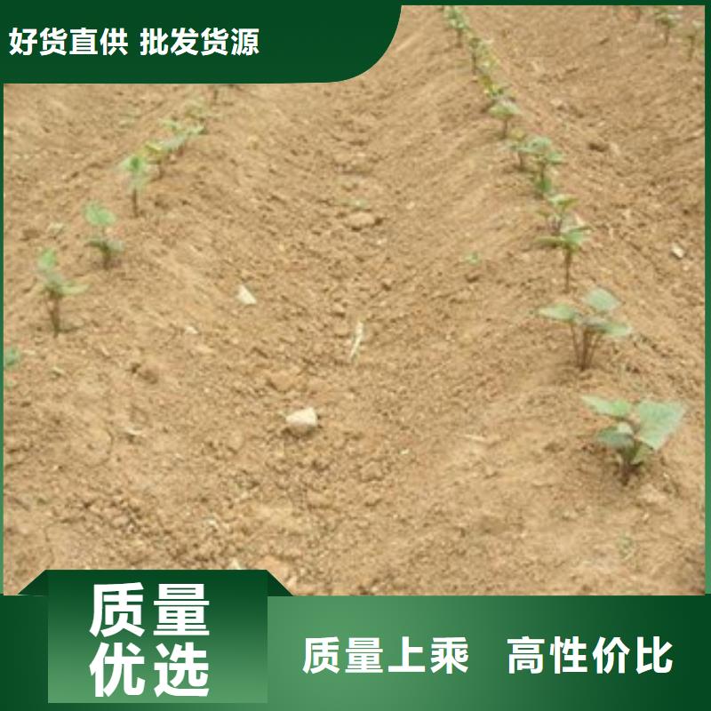 資訊：紫薯苗廠家