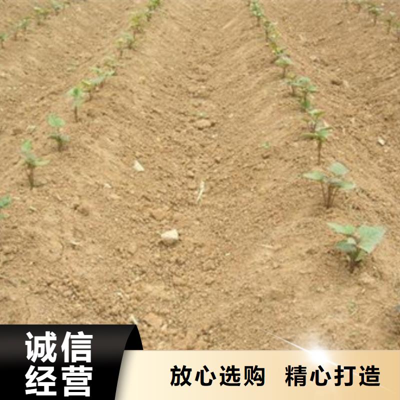 紫薯苗生產(chǎn)廠家_廠家直銷