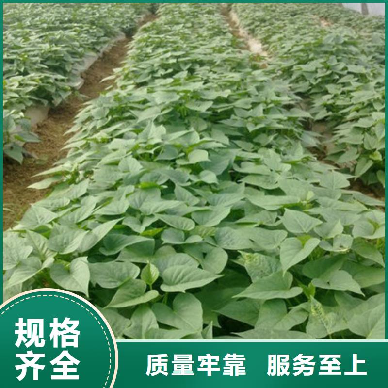 紫薯苗-紫薯苗來電咨詢