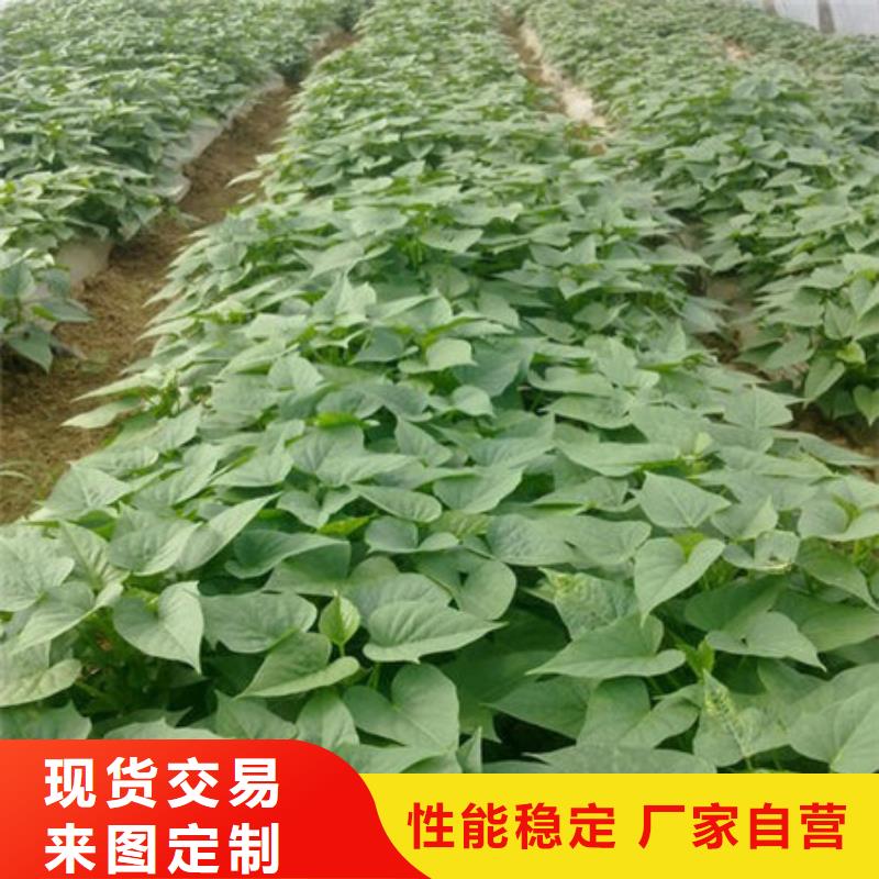 紫薯苗1-紫薯苗1經(jīng)驗(yàn)豐富