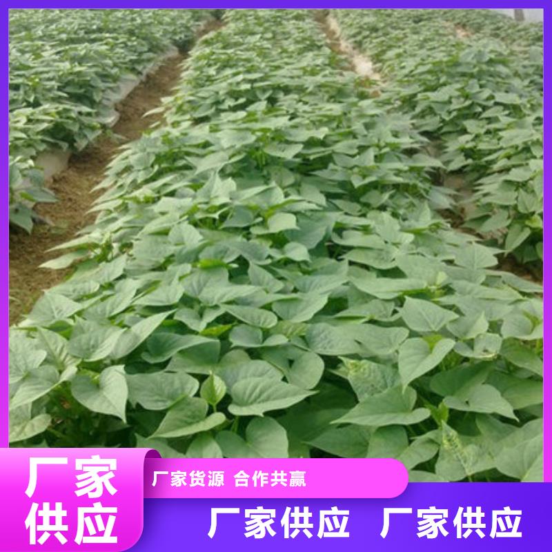 紫薯苗1供不應(yīng)求可接急單